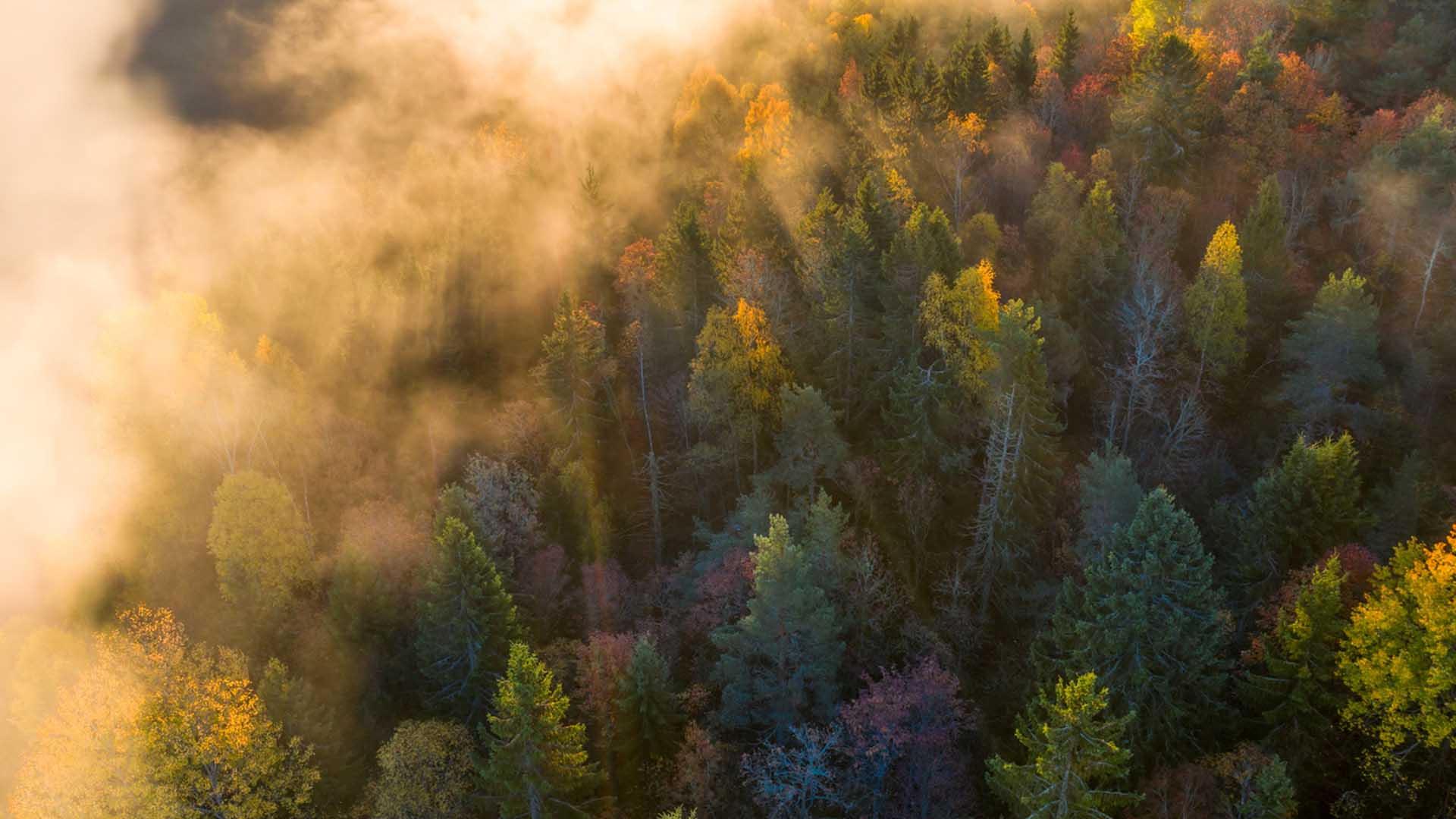 Luftaufnahme eines Waldes mit Nebel