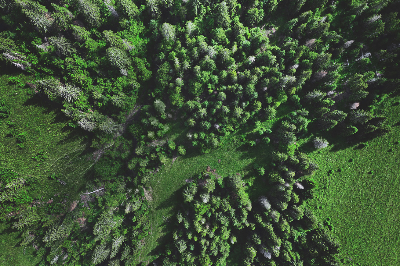 Mettere radici: come le foreste diventano resilienti al clima