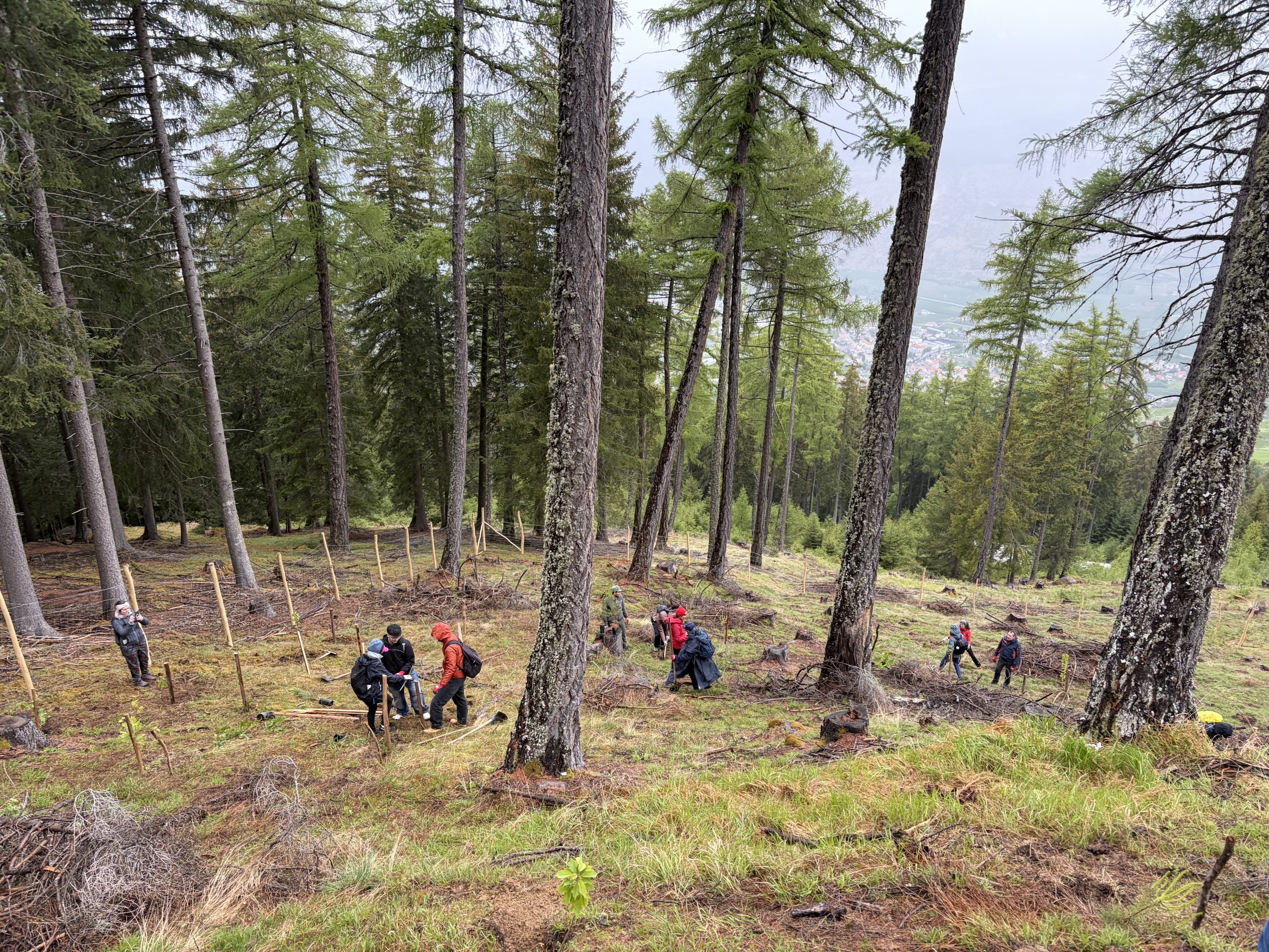 A Lasa, dove il bosco rinasce: una giornata di riforestazione con Alperia